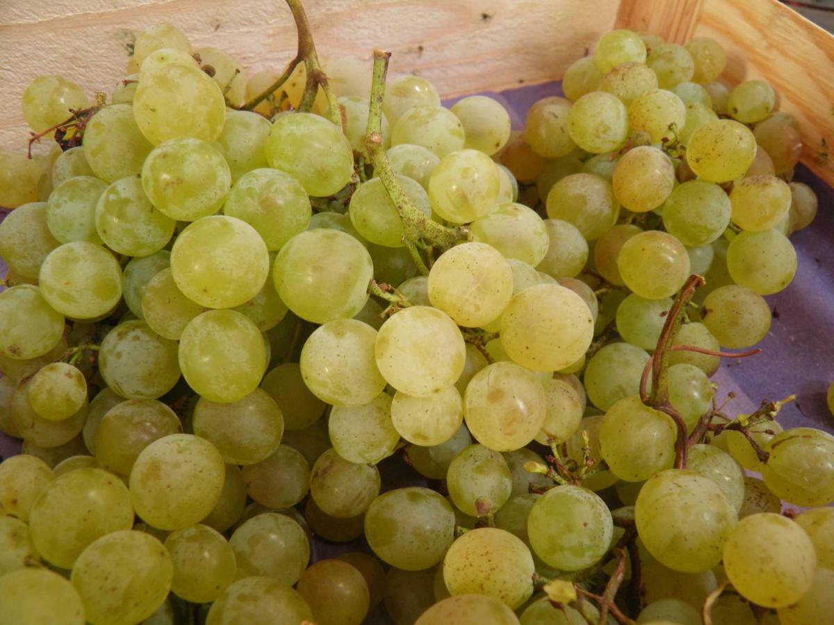 Weingut-ferienhof Schaefer * Gocklingen